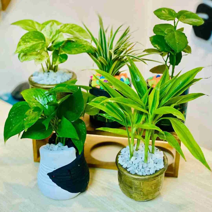 Home Decor plant tree combo package